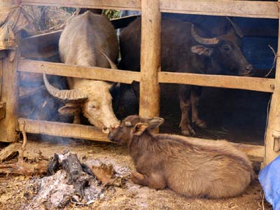 Người dân vùng cao Yên Bái cần chú trọng giữ ấm và dự trữ thức ăn cho đàn gia súc khi thời tiết lạnh còn kéo dài. (Ảnh minh họa)  
